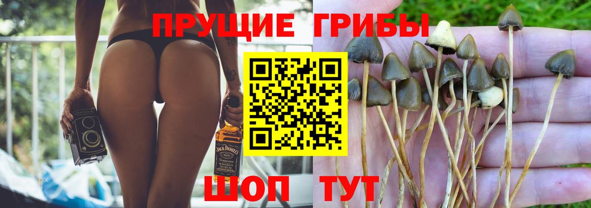 Назрань  хочу наркоту  Вход с VPN  Галлюциногенные грибы Psilocybe 